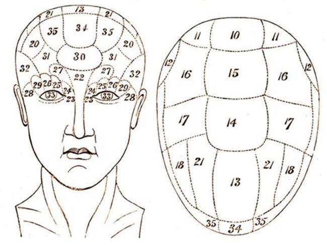 Phrenologists believed there were 35 areas of the head called ‘faculties’ that linked to certain aspects of an individual’s personality and character