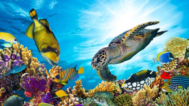 Government pulls plug on plan to build an aquarium at the Maritime Museum, South Bank.