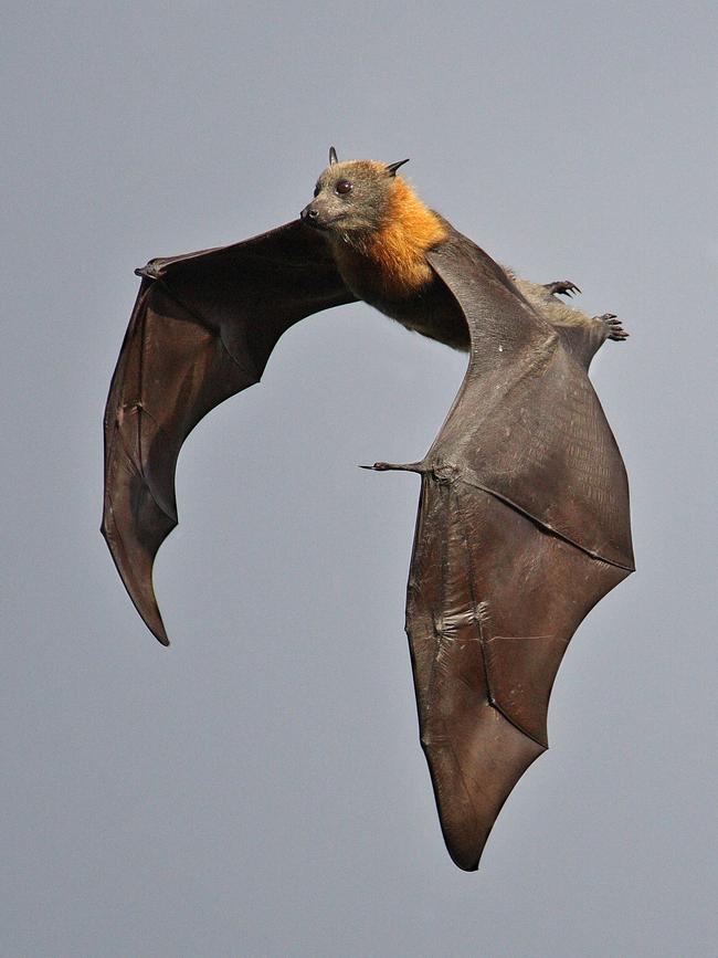 A grey headed flying fox flying above Gordon.