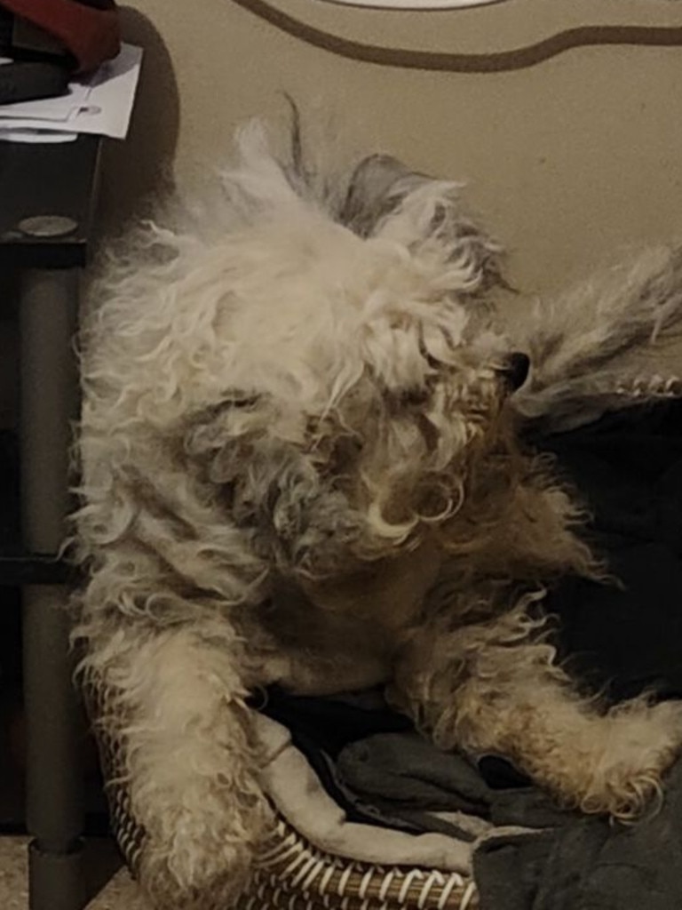 Lin Tan was found severely matted. Photos: RSPCA