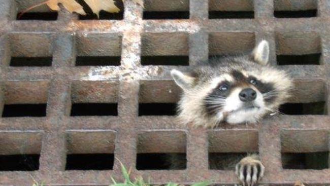 Raccoon stuck in a sewer grill. Photo: Town of Framingham - Department of Public Works Facebook.