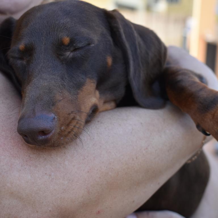 El-J was a bit tired in mum Elsie van Staden's arms after a playful afternoon. Photo: Janessa Ekert