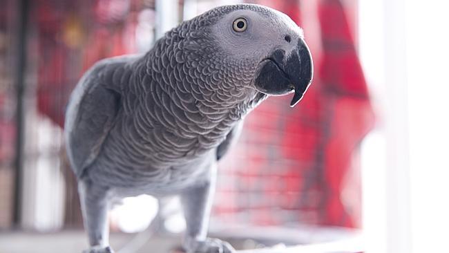 African Greys, dubbed the ‘Einstein’ of the parrot world, can speak words, associate word