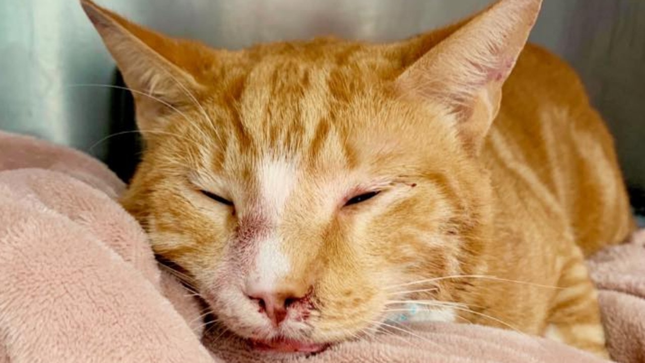 ‘Big Ginge’: Cat tossed out of car at Newport set to make the next step ...