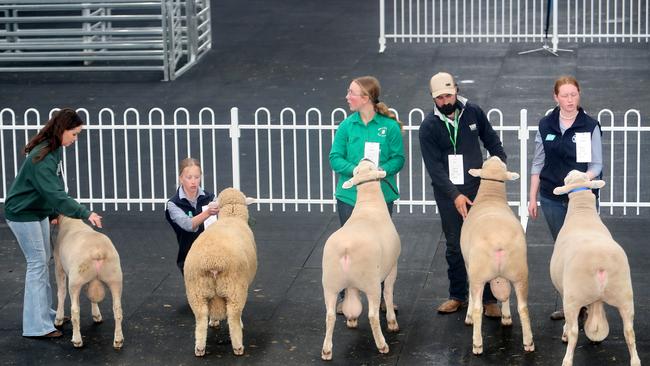 Sheep judging action.