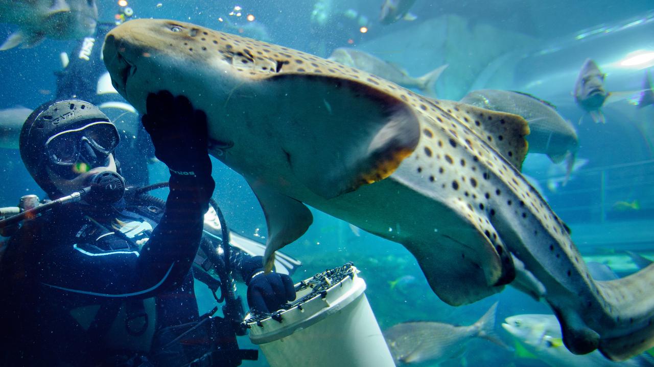 Feeding time at the Melbourne Aquarium. Senior diver Kate McKay feeds Leo the leopard shark.