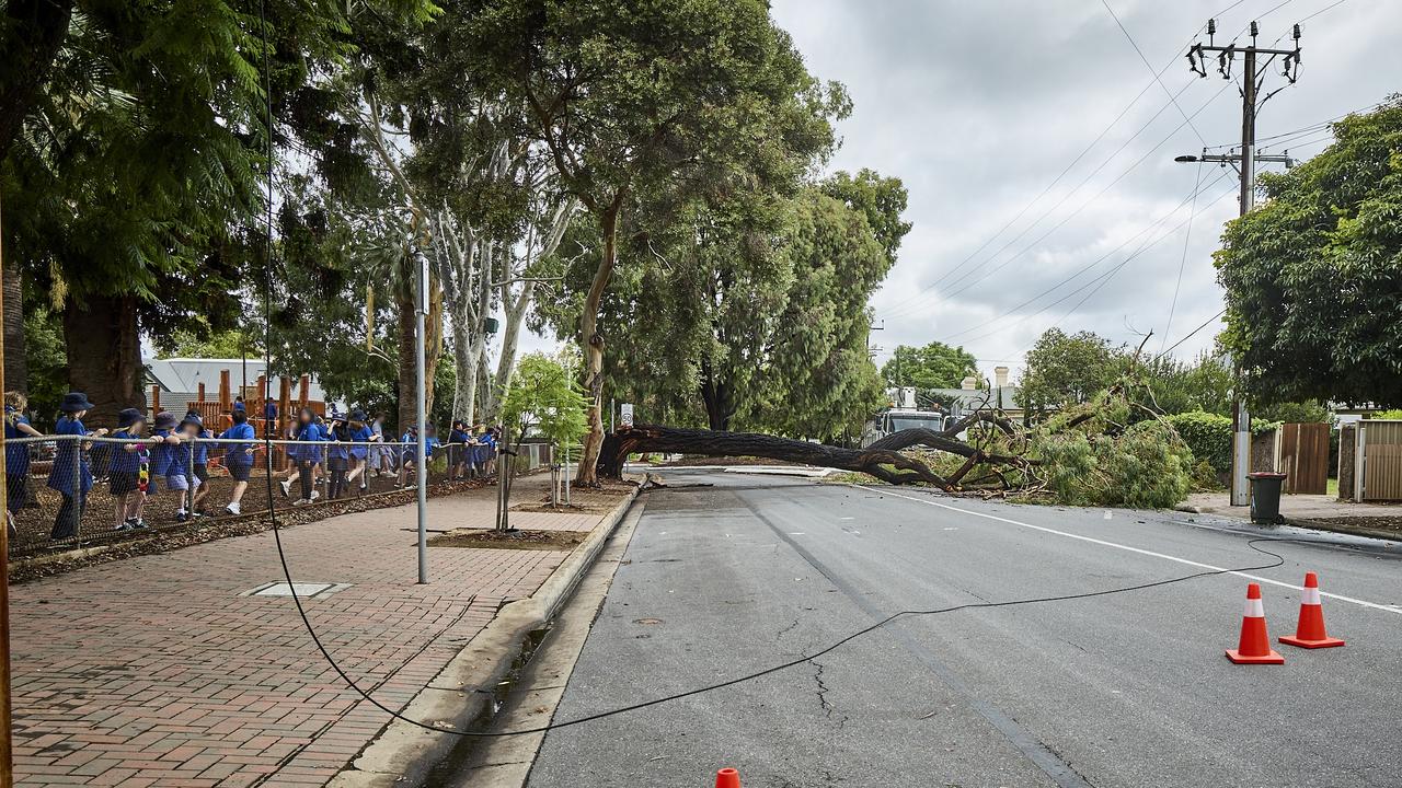 School kids line up at East Adelaide Primary after the tree fell. Picture: Matt Loxton