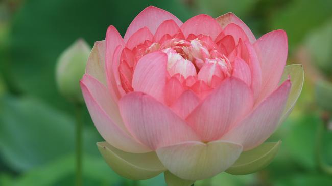 Pretty in pink: A Mrs Perry Slocum lotus in bloom.