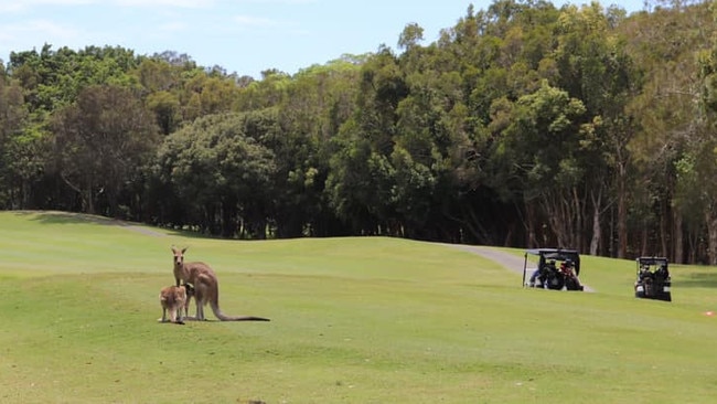 Locals believe motorists and a mob of up to 20 kangaroos are being in danger as a result of the gate. Picture: Supplied