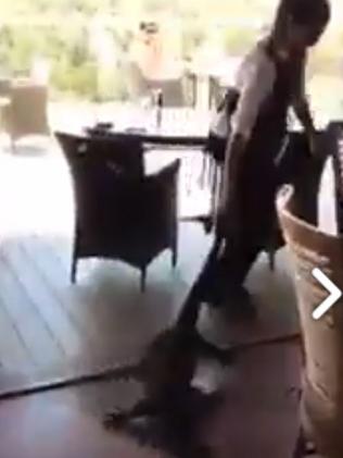 Without flinching the waitress grabbed the goanna by the tail and dragged it outside. Picture: Facebook/Mimosa Wines