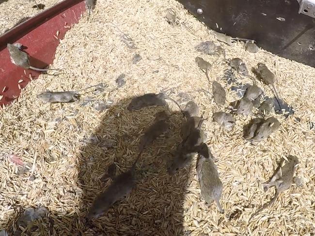 Mice scatter in an oats storage shed on the Mumblepeg farm, 45 minutes east of Warren in the Dubbo region. Picture: David Swift