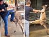 American takes on feisty kangaroo