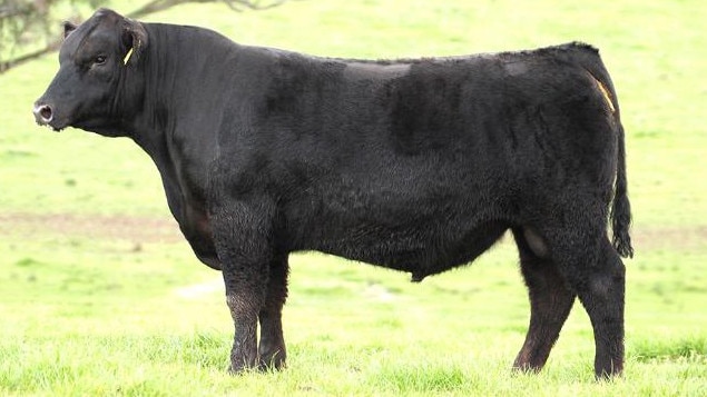 Irelands Angus Kelleher K34 was sold in the stud's August 2015 sale.