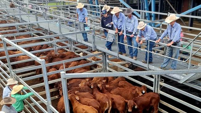 Thousands of cattle went under the hammer at the Kubota Weaner and Feeder sale at CQLX on Monday.