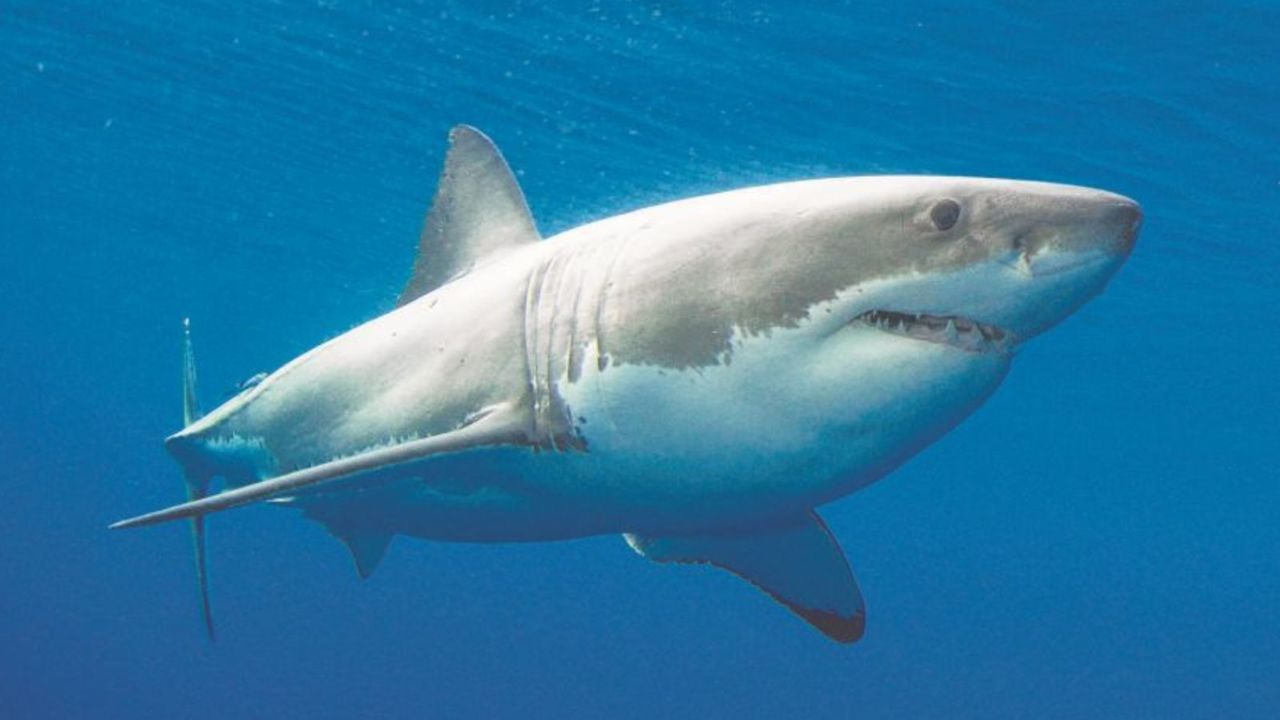 Beaches in Sydney’s south east remain closed after great white shark