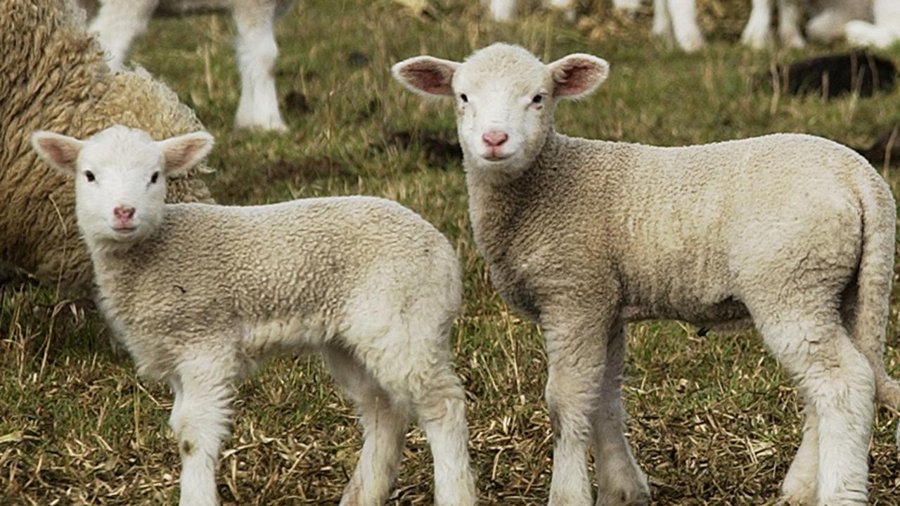 Lamb prices soar to 1000c/kg