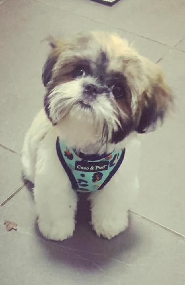 Gizmo: Lisa Maree's 9 month old Maltese x Shitzu