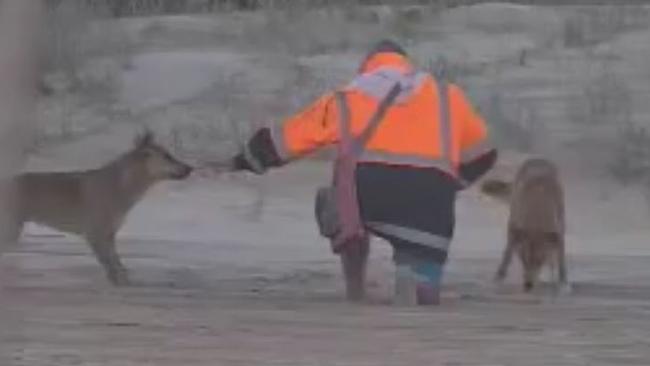 A man filmed feeding two dingoes at a popular holiday destination has been fined more than $2000. Picture: Queensland DES,