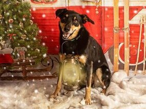 Gold Coast's cutest dogs: Buckley. By Tam Thompson.