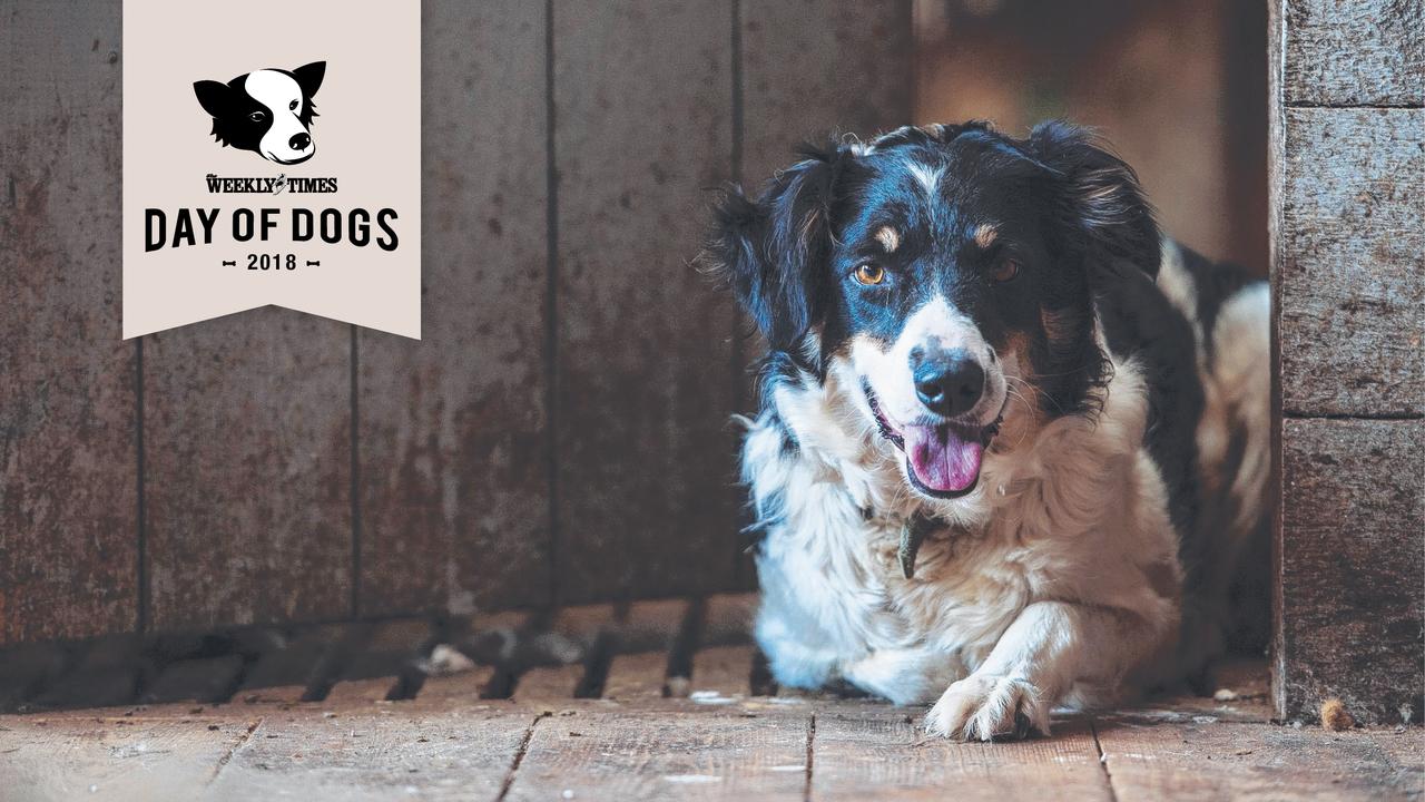When every dog can have its day