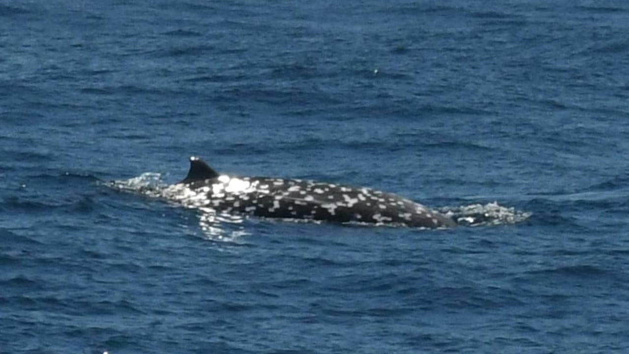 The Ginkgo-toothed beaked whale is so rare it has never been seen or photographed alive. Picture: Far Out Ocean Research Collective/Facebook