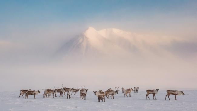 Caribou roam near Anaktuvuk Pass, Alaska, a community named for its location along traditional migration routes which have been integral to the Nunamiut people’s culture and survival since 1957. Picture: Katie Orlinsky/Vital Impacts