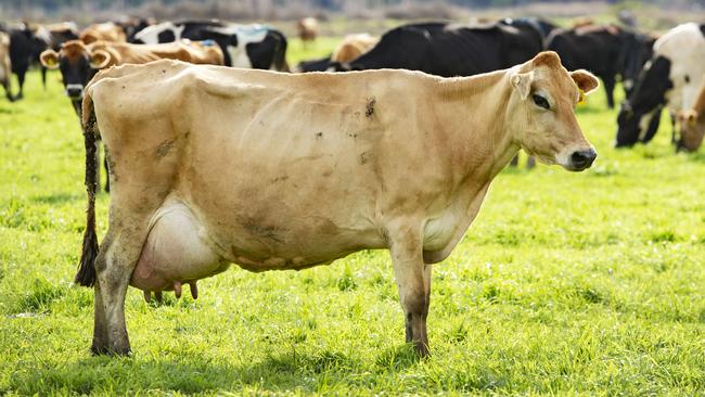 Experts are suggesting the recent slump in the international dairy market could be a result of various lockdowns in China. Picture: Zoe Phillips