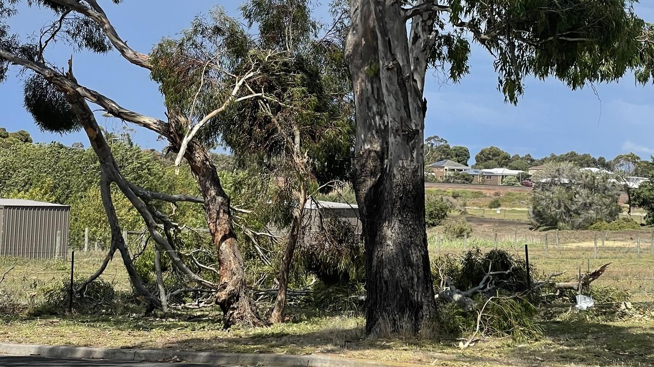 A tree down in Lara following a freak storm.