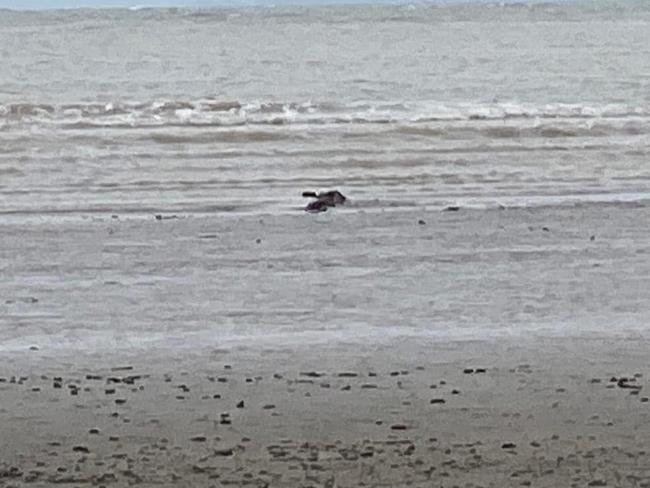 Crocodile spotted at Cape Hillsborough. Photo: Contributed