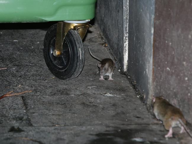 Sydney’s rat plague is out of control. Picture: Bill Hearne