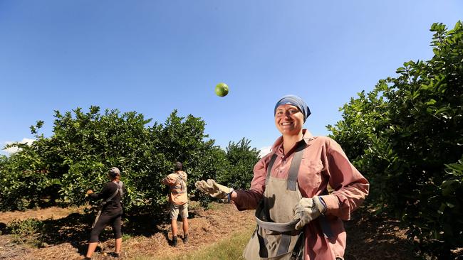 Backpackers from Germany pick fruit at a farm in Mareeba. Picture: Josh Woning.