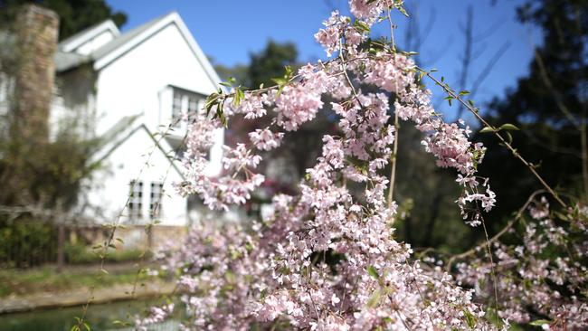 A baby’s smile can put a spring in your step as surely as a flush of Badgers Wood Weeping Cherry Blossom. Picture: STUART MILLIGAN