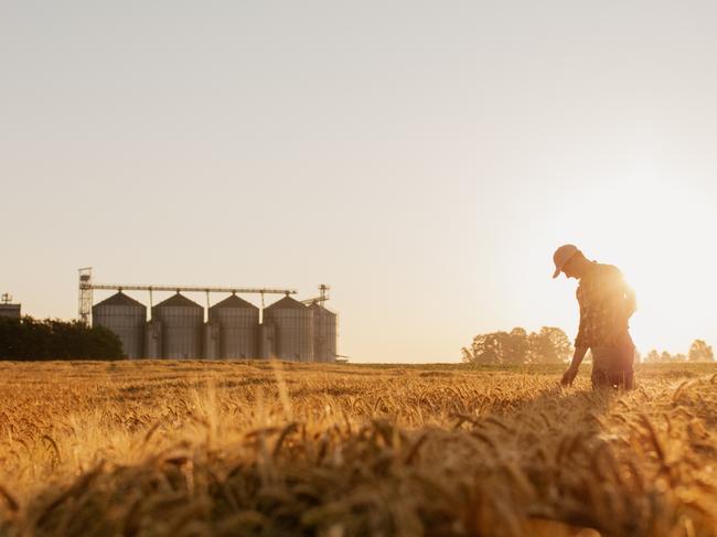 Silhouette of man examining wheat crops on field with silos in background