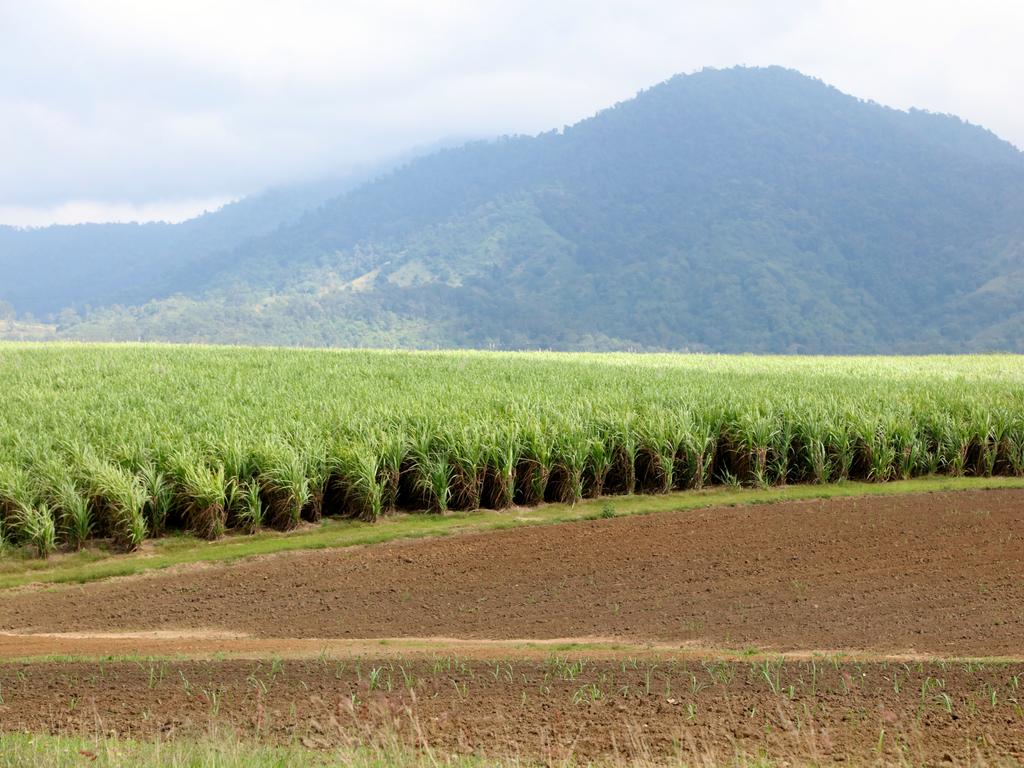 Airlines already use sustainable aviation fuel made from sugarcane.