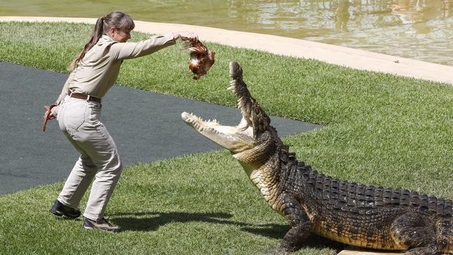 Terri Irwin feeds a crocodile at Australia Zoo. Picture: NCA NewsWire/Tertius Pickard