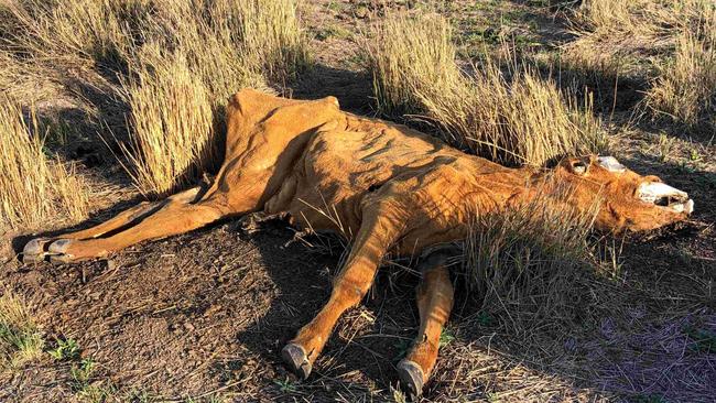 One of a dozen dead, decaying cows found on the banks of the Bjelke-Petersen Dam.