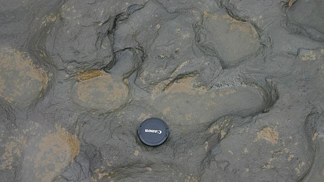 Early steps...These fossilised human footprints, thought to be more than 800,000 years old, were discovered in silt on the beach at Happisburgh on the Norfolk coast of England. Picture: AP/British Museum