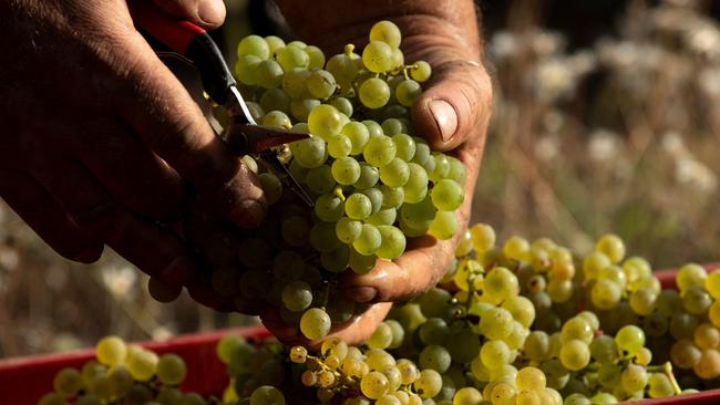 Chardonnay’s renaissance has been likened to that of gin, which has become trendy again with younger consumers. Picture: MIKHAIL MORDASOV / AFP