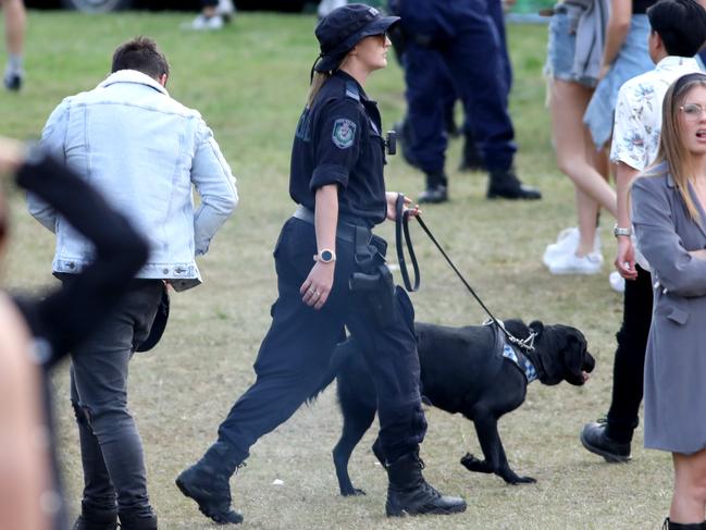 Police with sniffer dogs search people after they enter through the main entrance at the Listen Out Music Festival, Centennial Park, Sydney. 5th October 2019. Picture by Damian Shaw