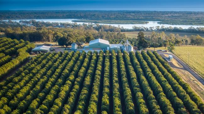 Winfield is one of two established macadamia orchards situated on 1512ha in Bundaberg that have been put up for sale and marketed by the Colliers Agribusiness team.