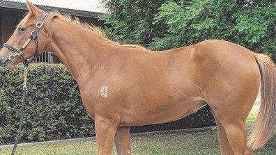 The half-sister heading to the Magic Millions.