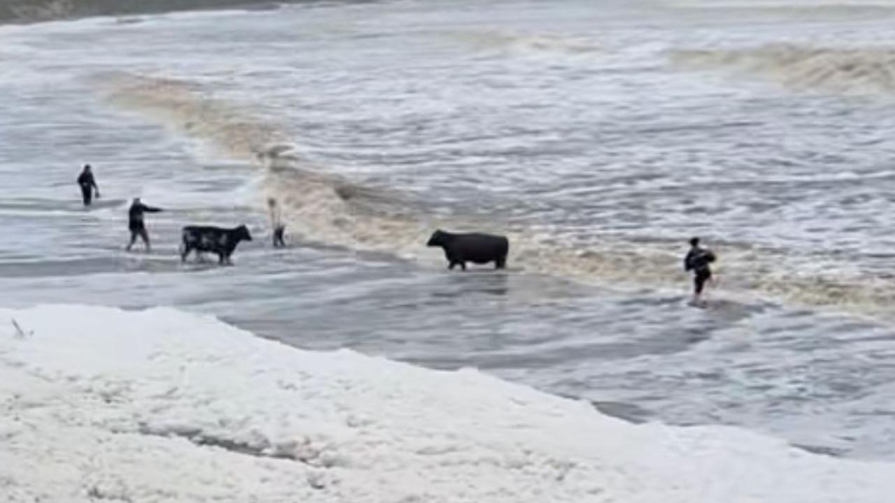 Floodwaters wash cows up onto beach