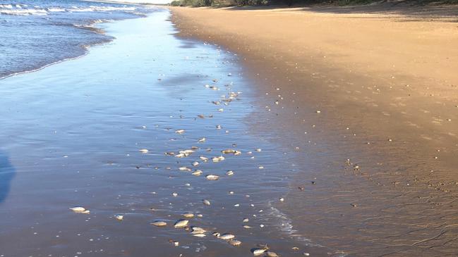 Moore Park Beach resident Alan Corbett shared photos of the amount of dead fish he saw on Tuesday.