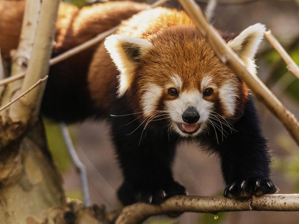 There are fewer than 10,000 red pandas left in their natural habitats across the Himalayas, including China and Nepal. Picture: Taronga Zoo