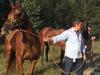 Float accident: Tony Gollan horses in crash near Caloundra | The Weekly ...