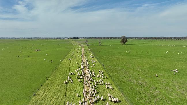 The McWaters family sold their Lucindale farm at auction.