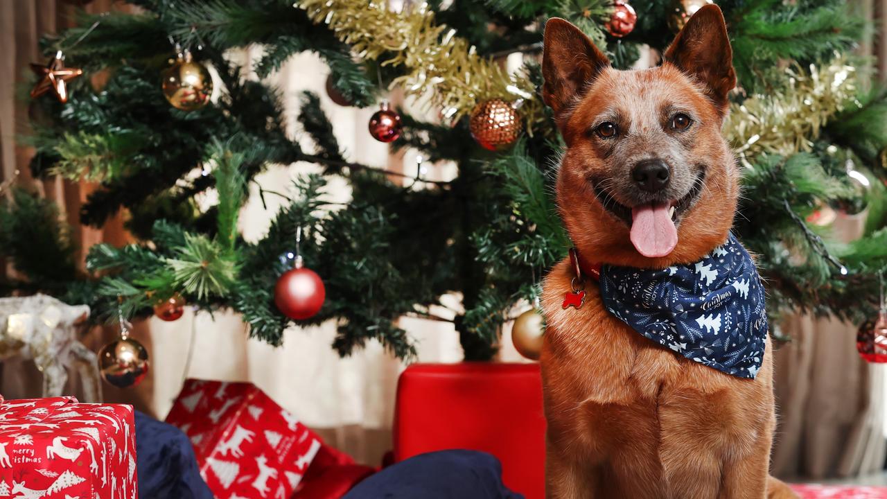 The Petspiration Foundation’s Christmas Project initiative will be raising money for its charity partner, Pets of the Homeless. Picture: David Caird