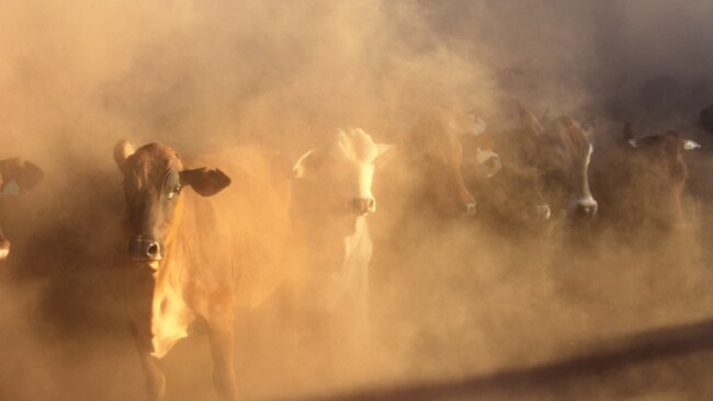 Wait.. wha? I see more cows, a-coming! Via Getty