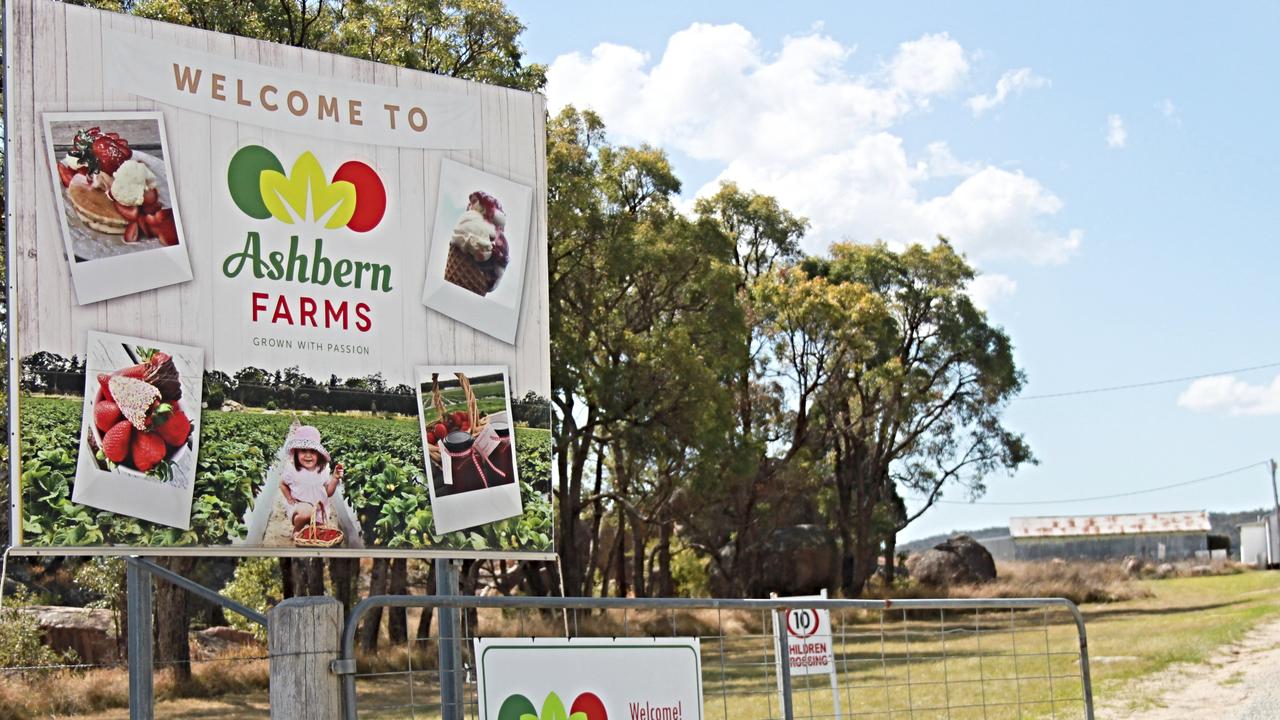 Ashbern Farms in Stanthorpe is one of several strawberry growers on the Granite Belt. Photo: NRM