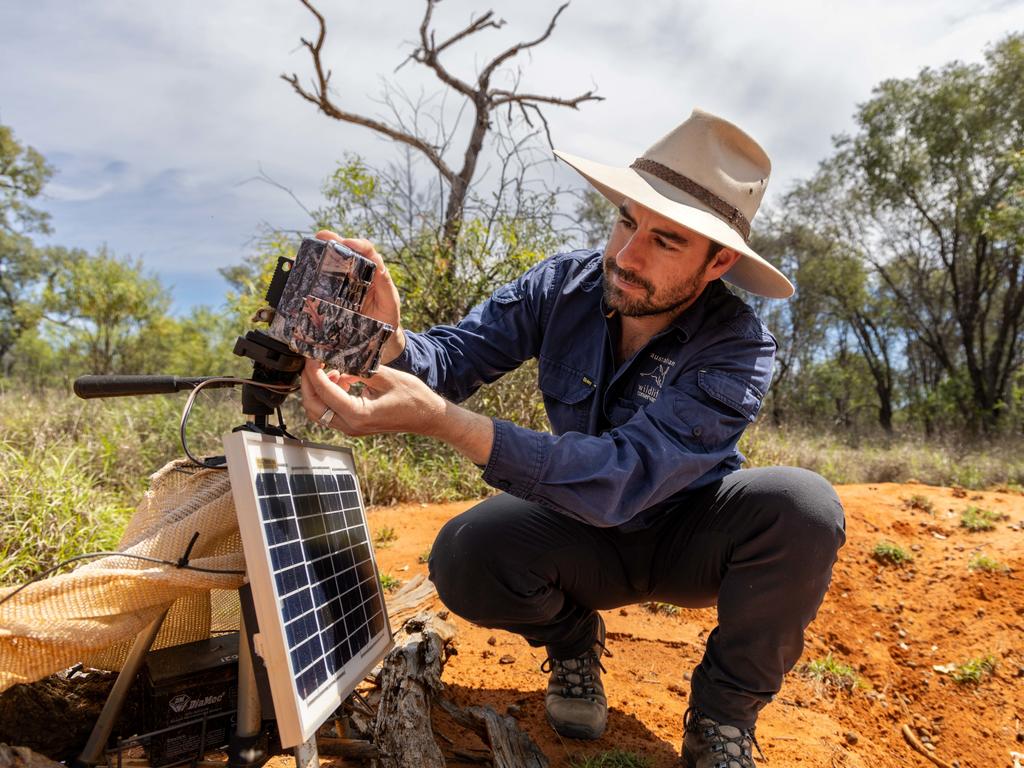 Australian Wildlife Conservancy Senior Field Ecologist Andy Howe, setting up a motion sensor camera to study the Northern Hairy-nosed Wombat population at Richard Underwood Nature Refuge (RUNR). Credit: Brad Leue/Australian Wildlife Conservancy